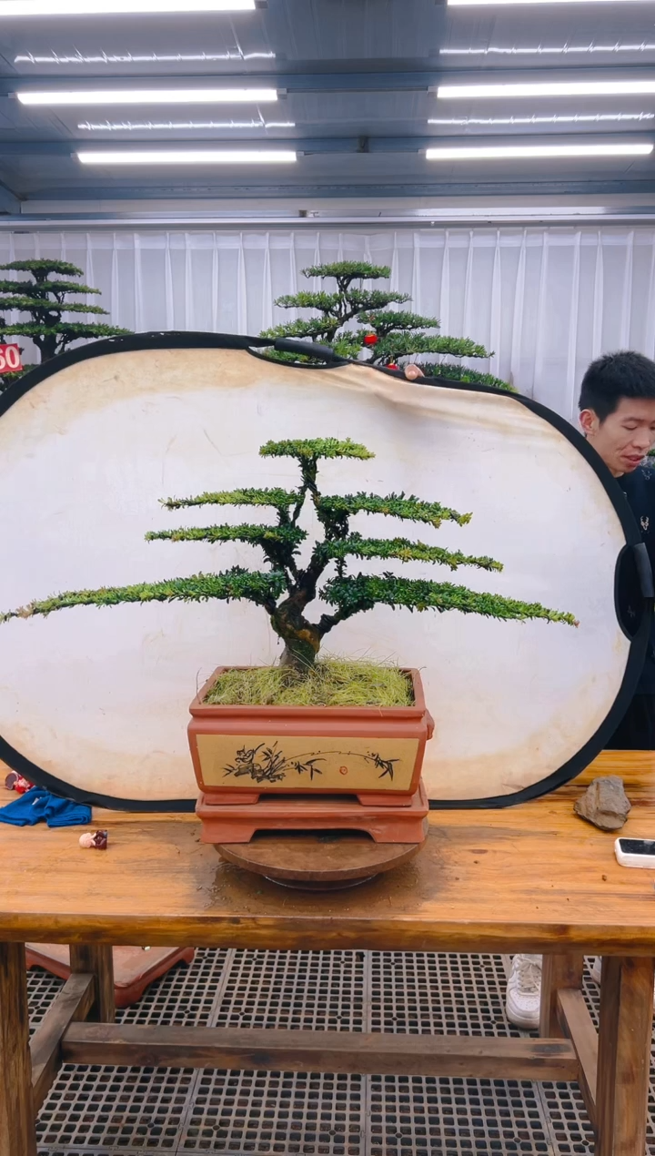 【闪购商品】紫砂精品盆景直播间一物一拍