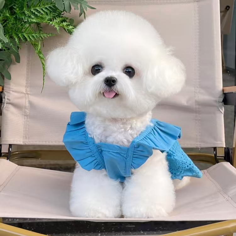 皇冠家的比熊 宠物活体链接