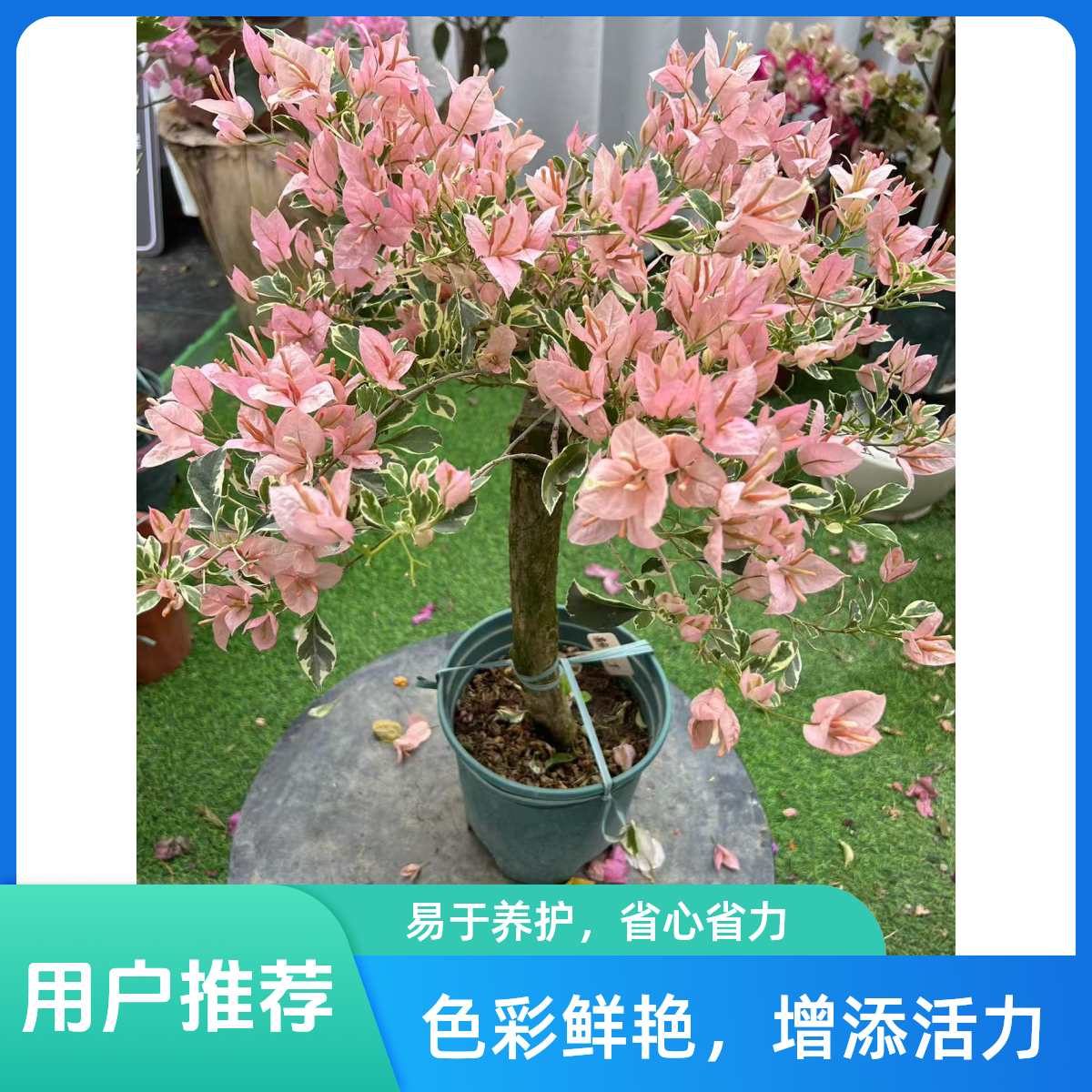 三角梅四季开花勤花品种-一物一拍