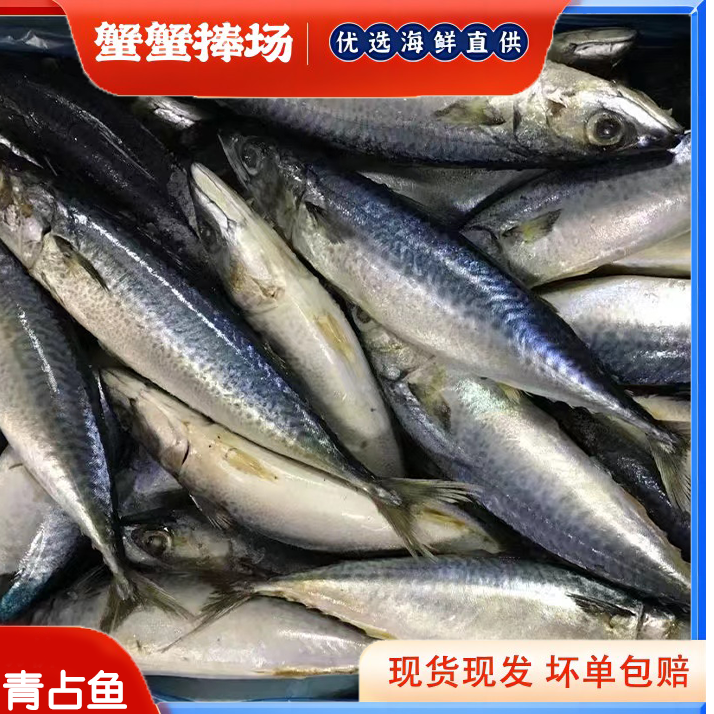 【到手四斤】浙江舟山 东海海鱼 青占鱼 青花鱼 单条7~8两/条  冷链