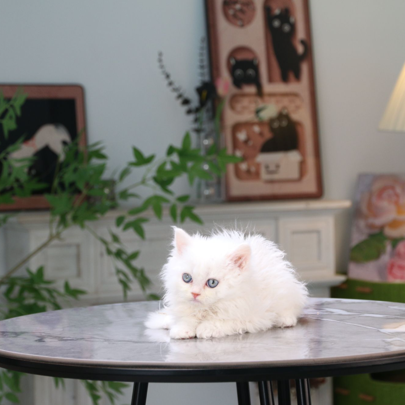 赛尔凯克卷毛猫活体猫咪纯白弟弟