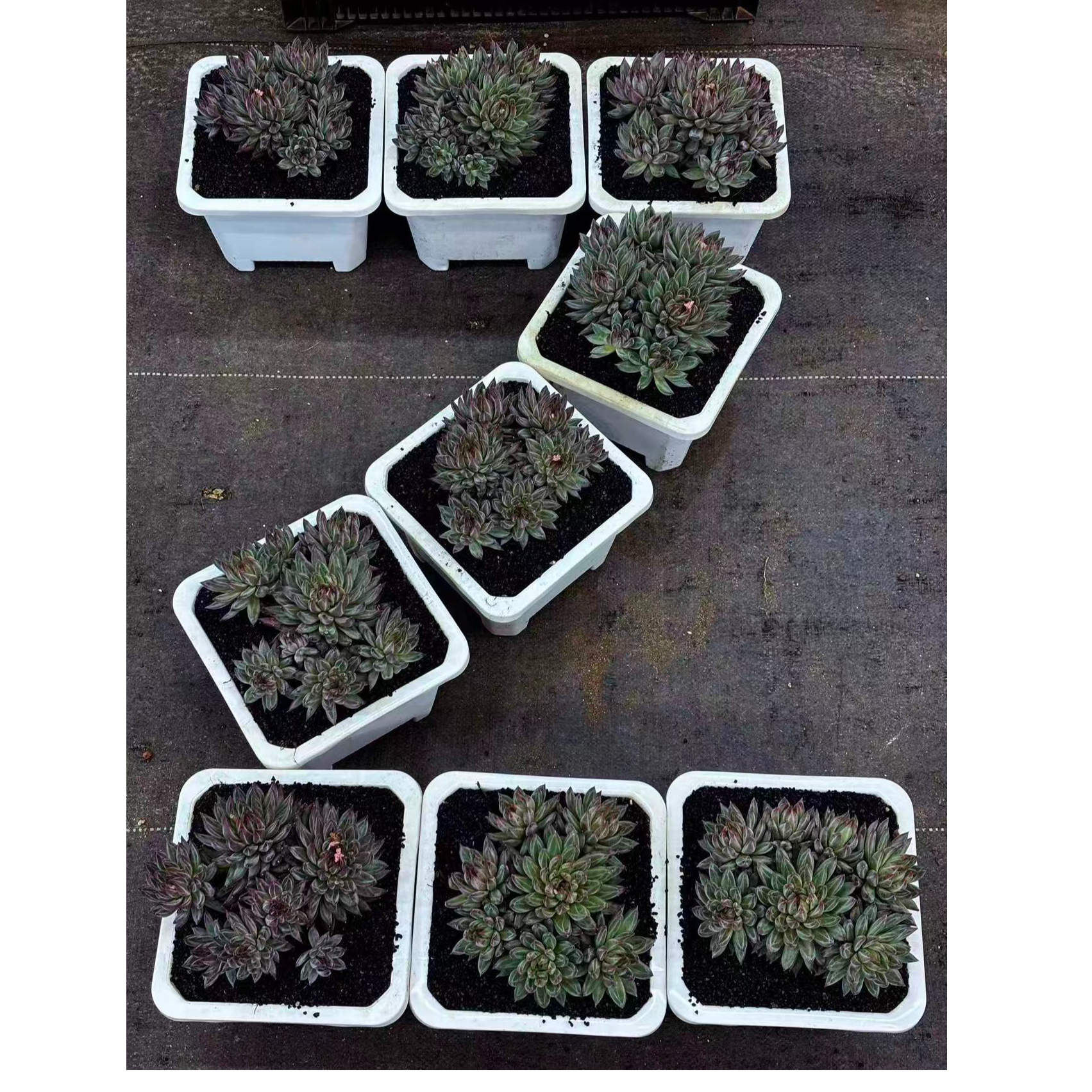 植迷园艺多肉植物1月4日芬兰之夜6头