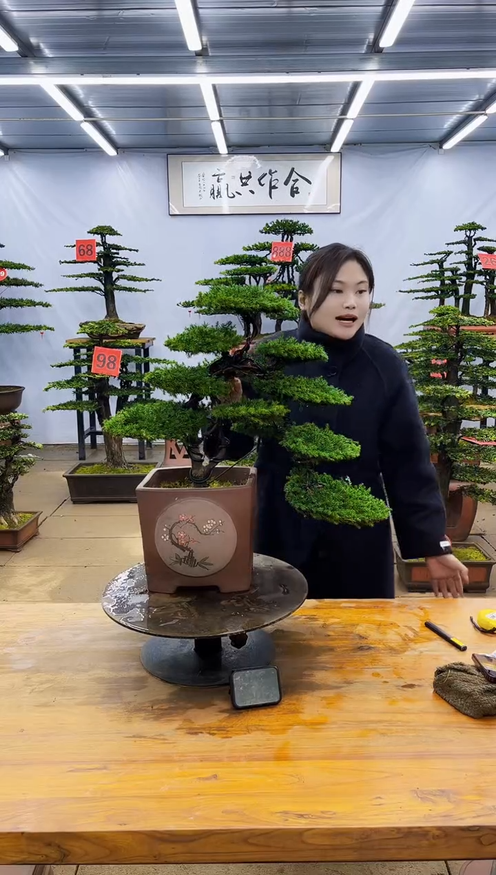 【闪购商品】高端盆景一物一拍，所见即所得