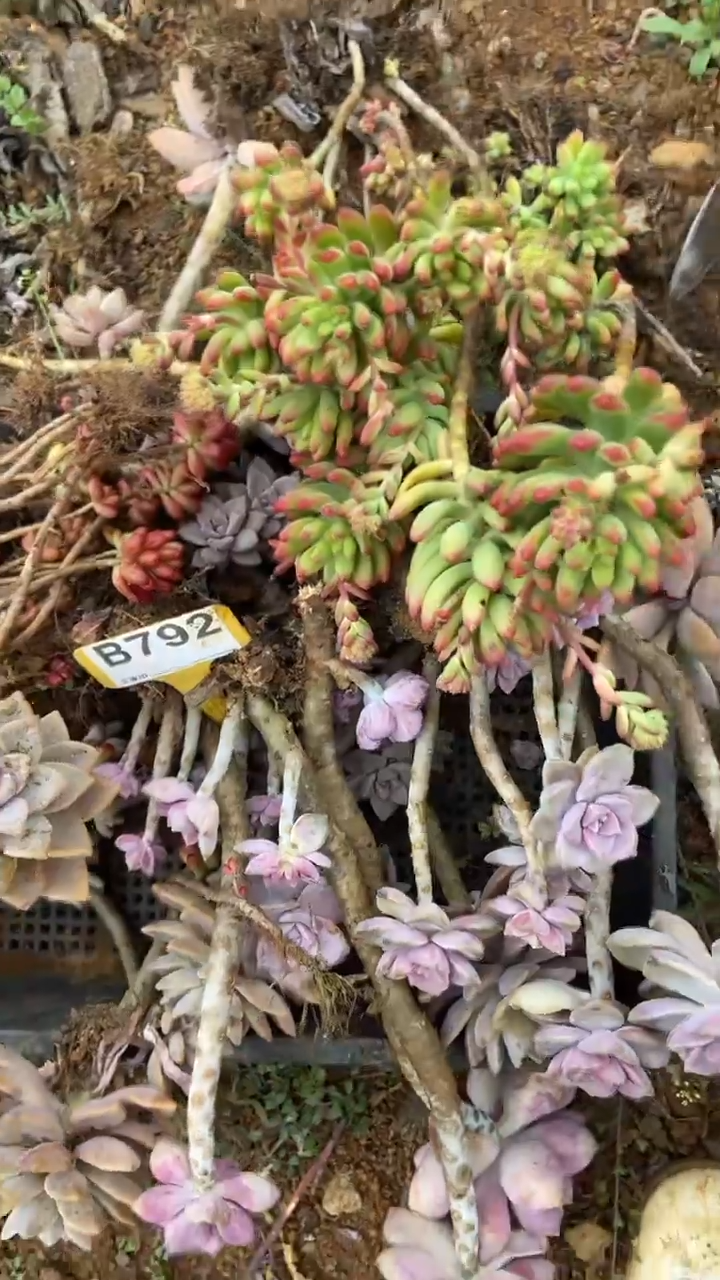 【闪购商品】B792清风花木兰多肉组合