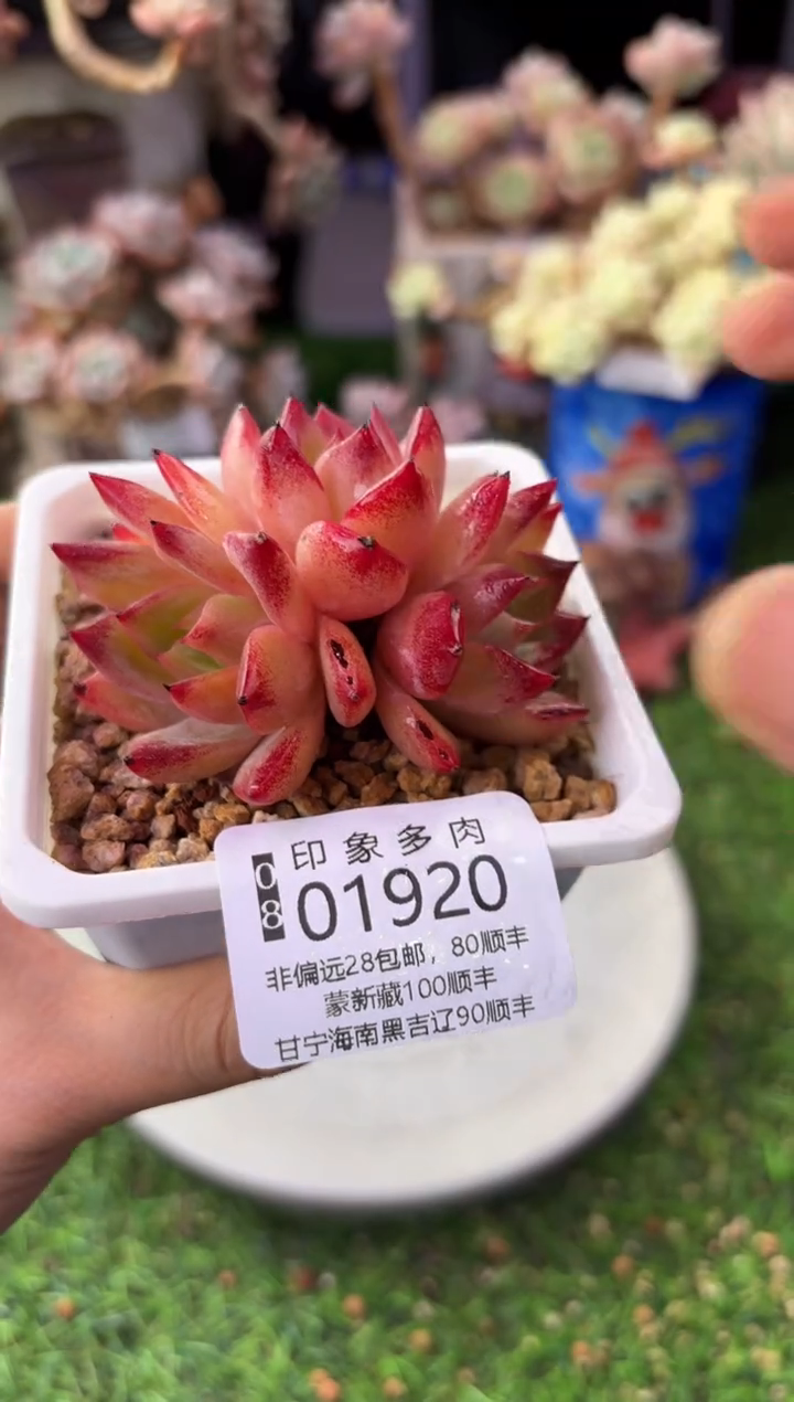 昆明印象多肉01920