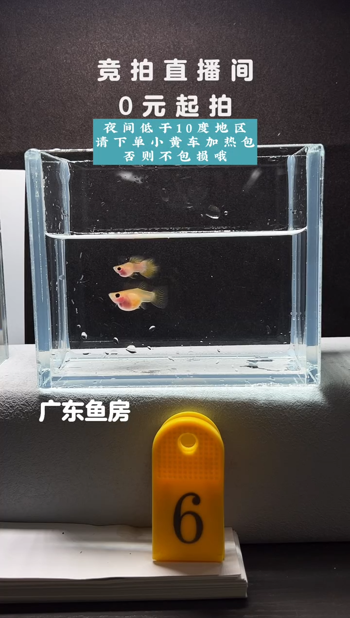 孔雀鱼幻彩玻璃猫一对编号06