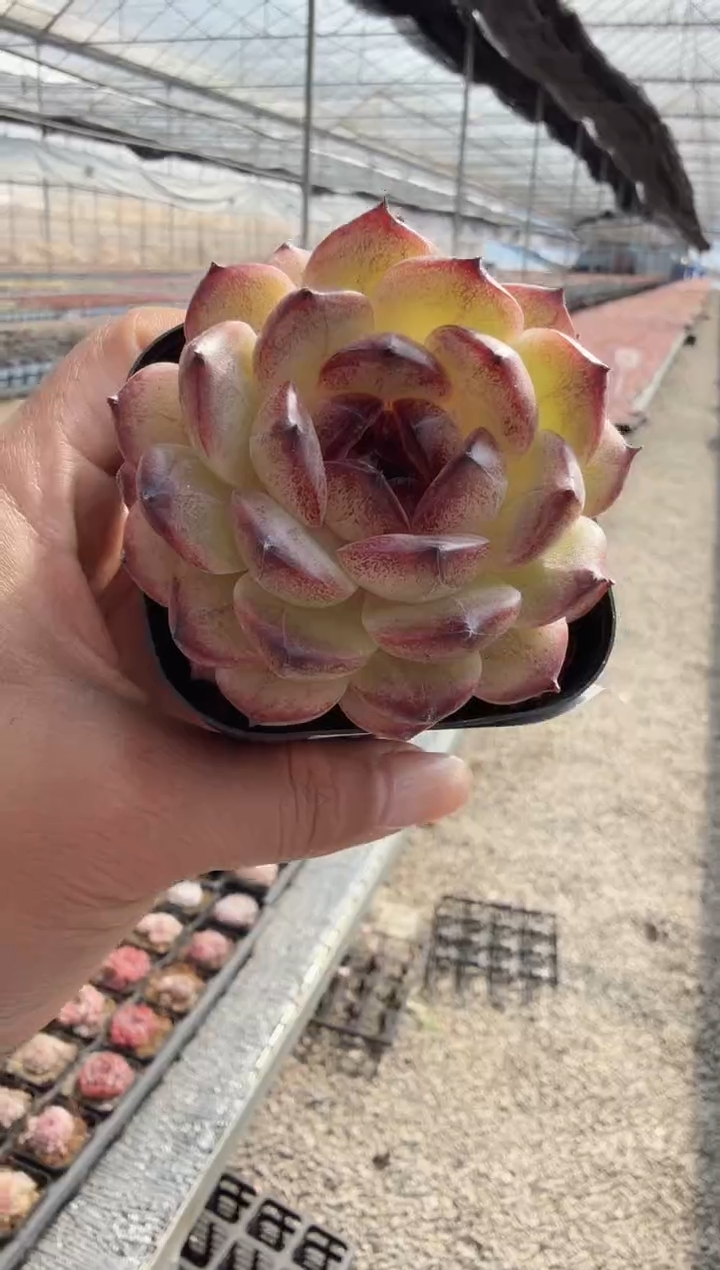 东云多肉园新款-70