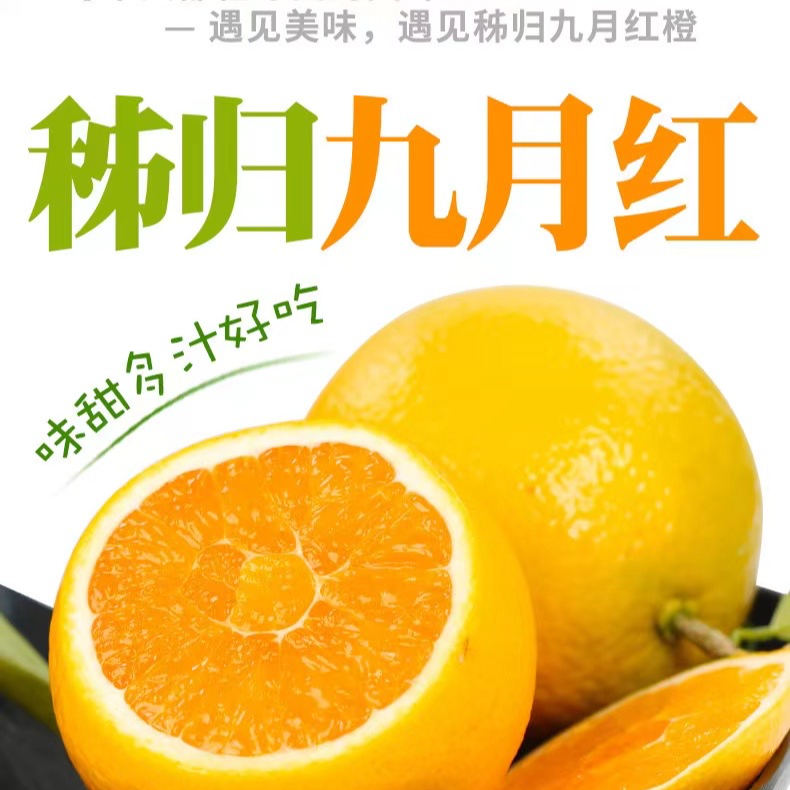 湖北秭归九月红新鲜橙子香甜多汁应季热卖