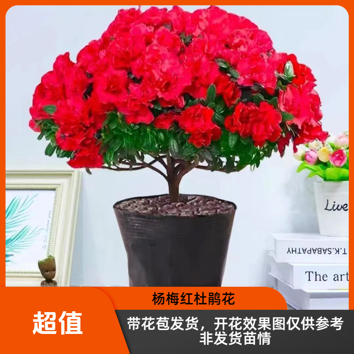 【杨梅红】杜鹃花室内外庭院多季开花植物年宵花好养易活
