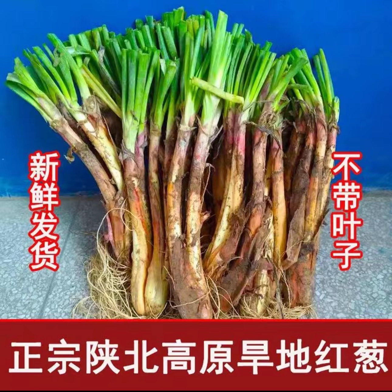 陕北旱地红葱新鲜红葱农家自种去头去须产地直发炒菜炖肉