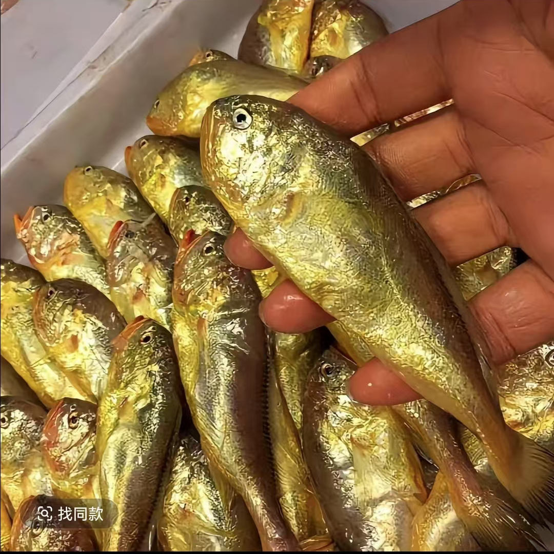 东海野生梅童鱼纯净重四斤一斤35条左右