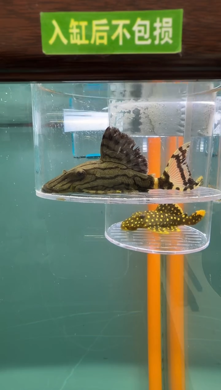 清道夫鱼119号191入缸不包损录制完整开箱视频8.5厘米
