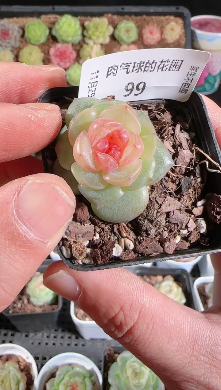 多肉1129-99bl-4群生不包整