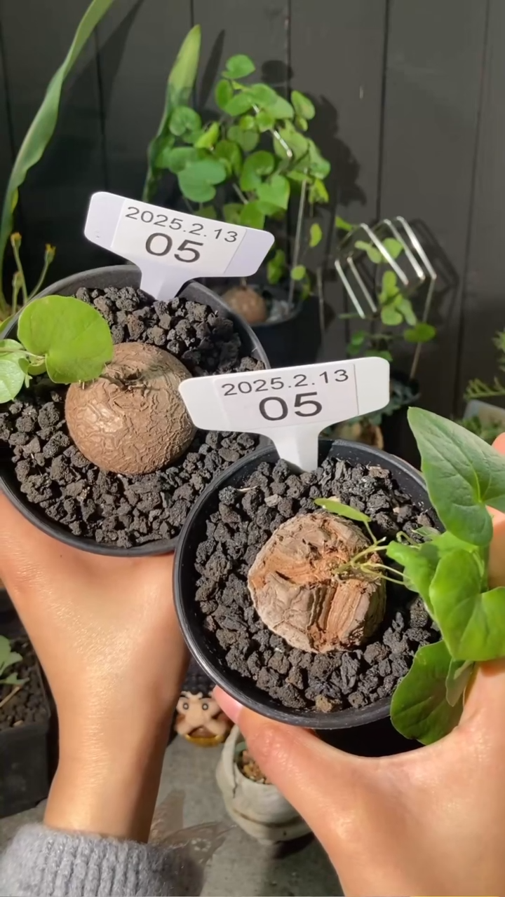 【闪购商品】南非龟甲龙2.13.5