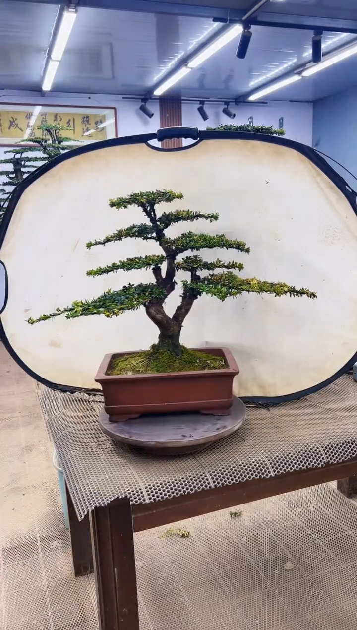【闪购商品】00000000