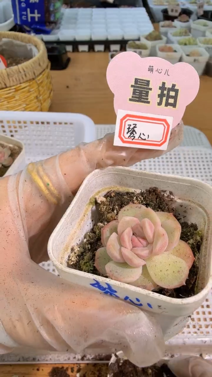 琴心 五方一盆 单双混 量拍混发