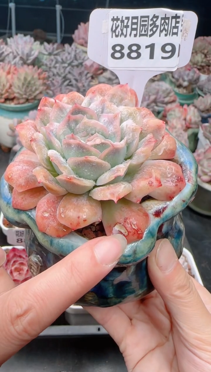 【闪购商品】8819.
