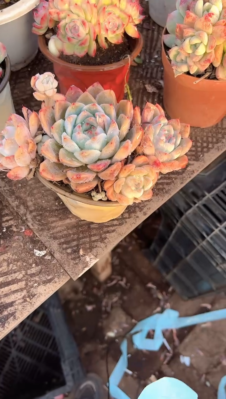 ?**斯阿迷洲多肉花卉28342