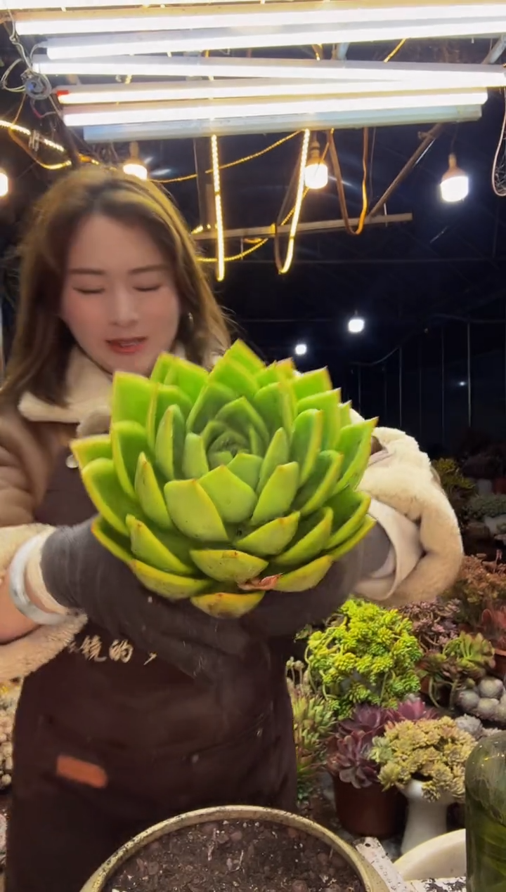 【闪购商品】翠花一物一拍