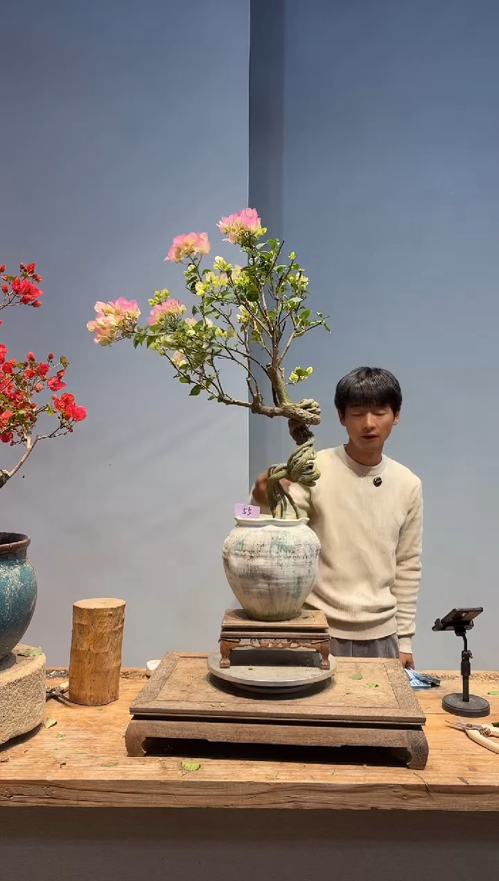 以实际为准三角梅55