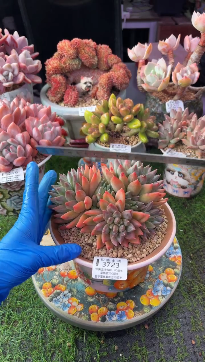 昆明印象多肉3723