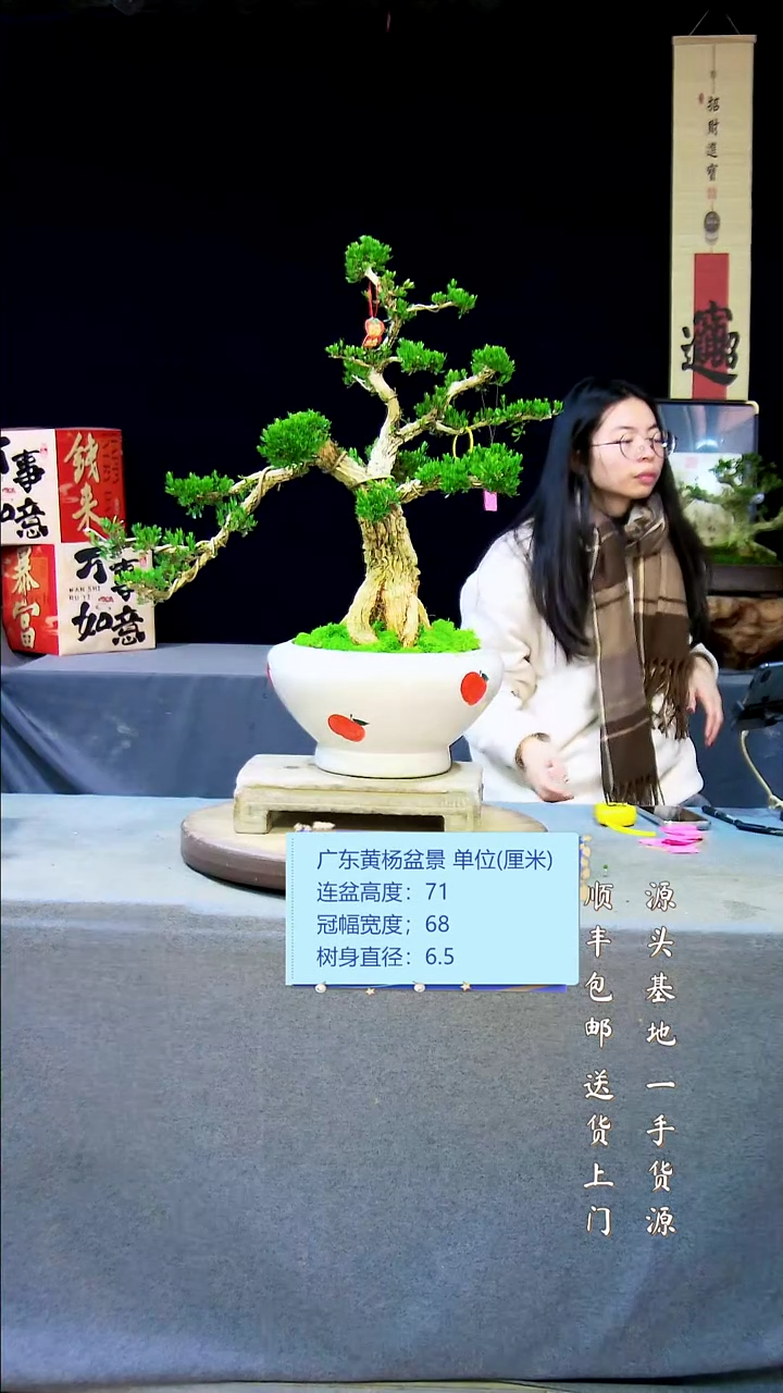 【闪购商品】黄杨盆景黄杨盆景