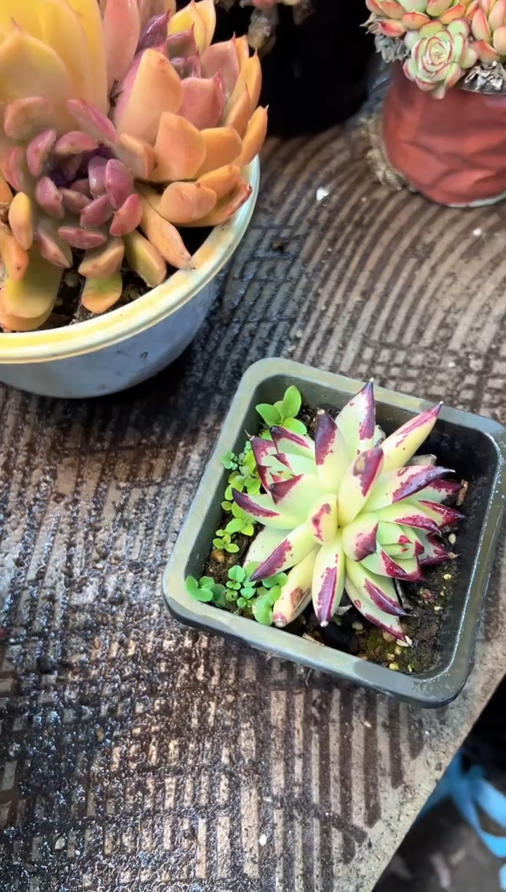 石*人多肉植物一物一拍01523