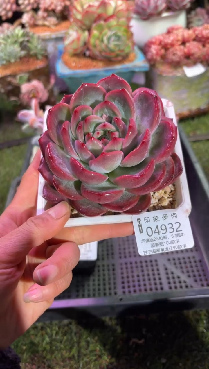 【闪购商品】04932