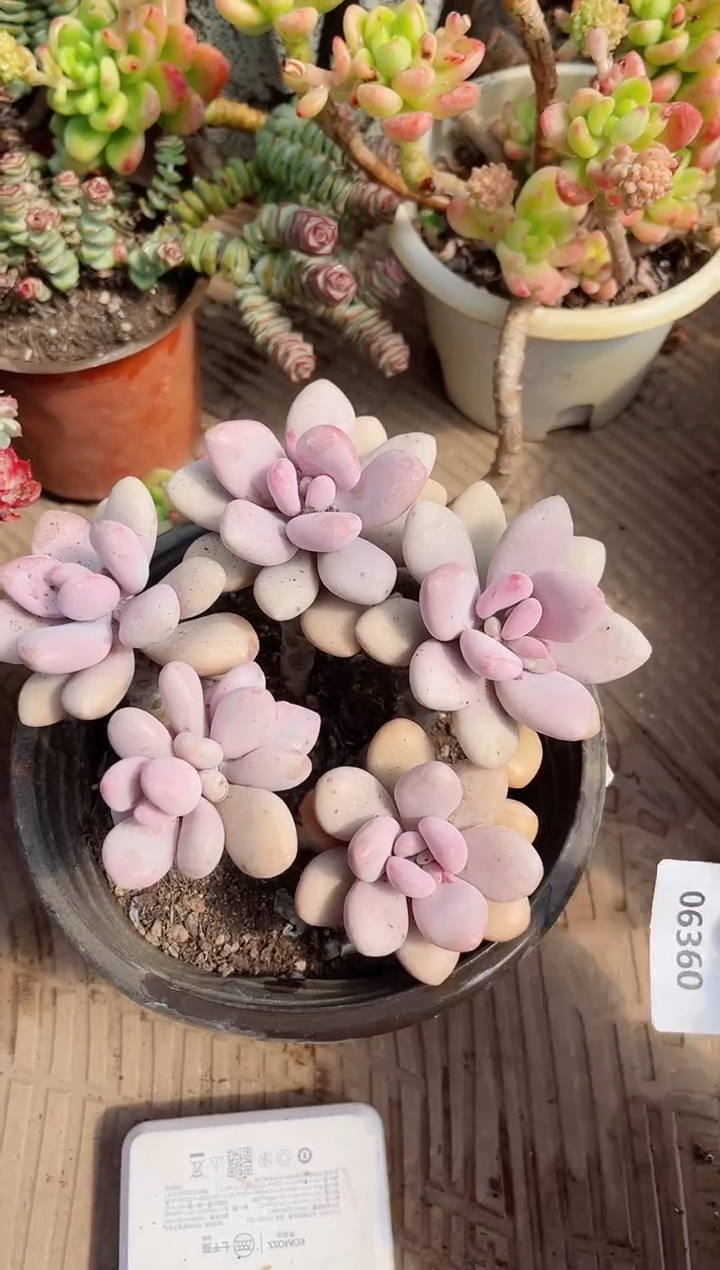 【闪购商品】06360