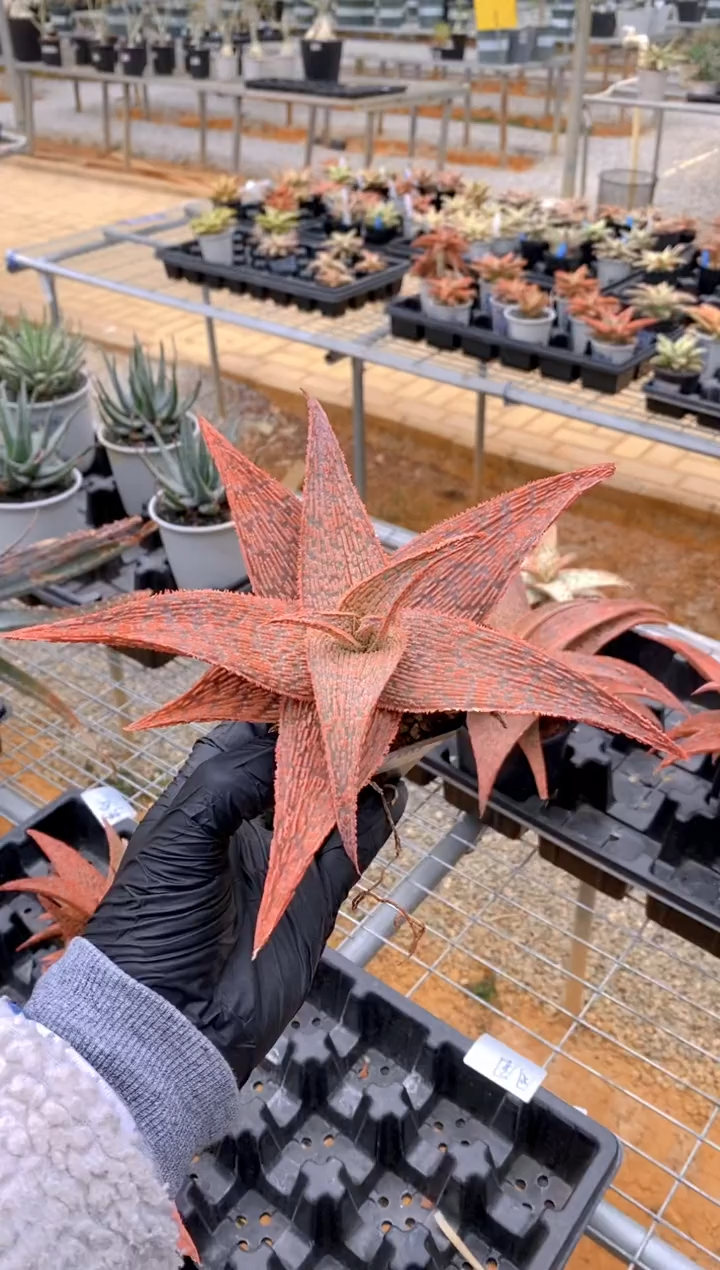 【闪购商品】园艺芦荟FA-1780