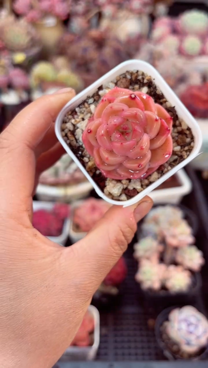 【闪购商品】8092单头多肉