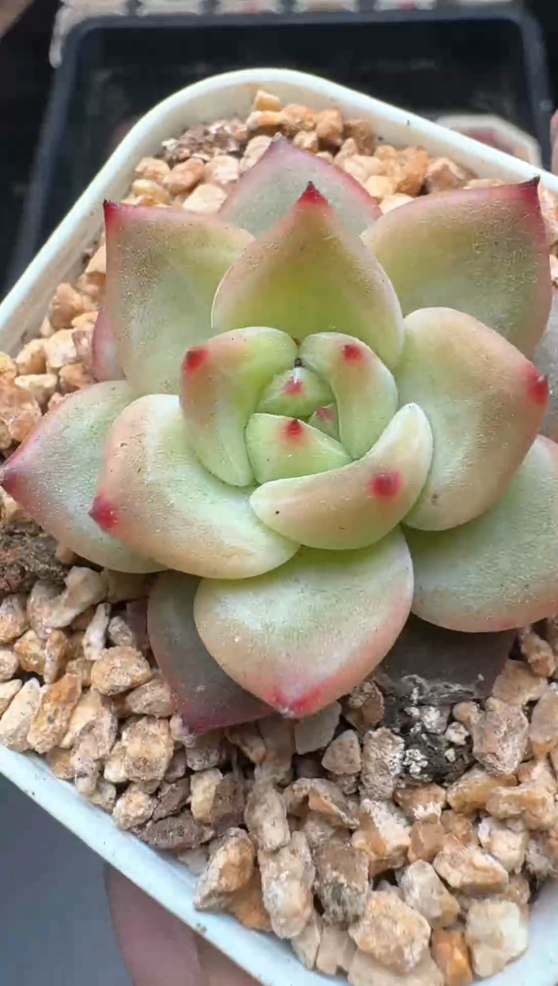 【闪购商品】608A号一物一拍多肉花卉植物拍3颗起发