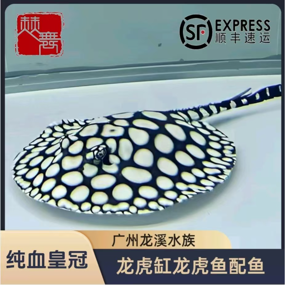 赫舞甄选  皇冠黑白皇冠黑金魟鱼白子黑帝王地毯鱼热带中型淡水鱼