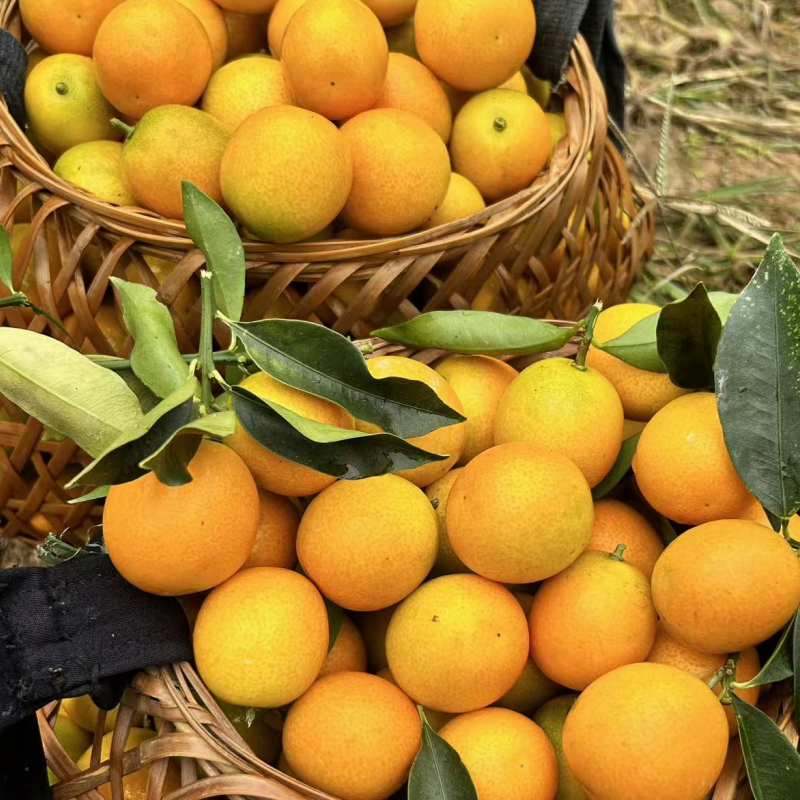 中小果腌制金桔酱蜜饯正宗老品种油皮金桔自家果园圆通包邮