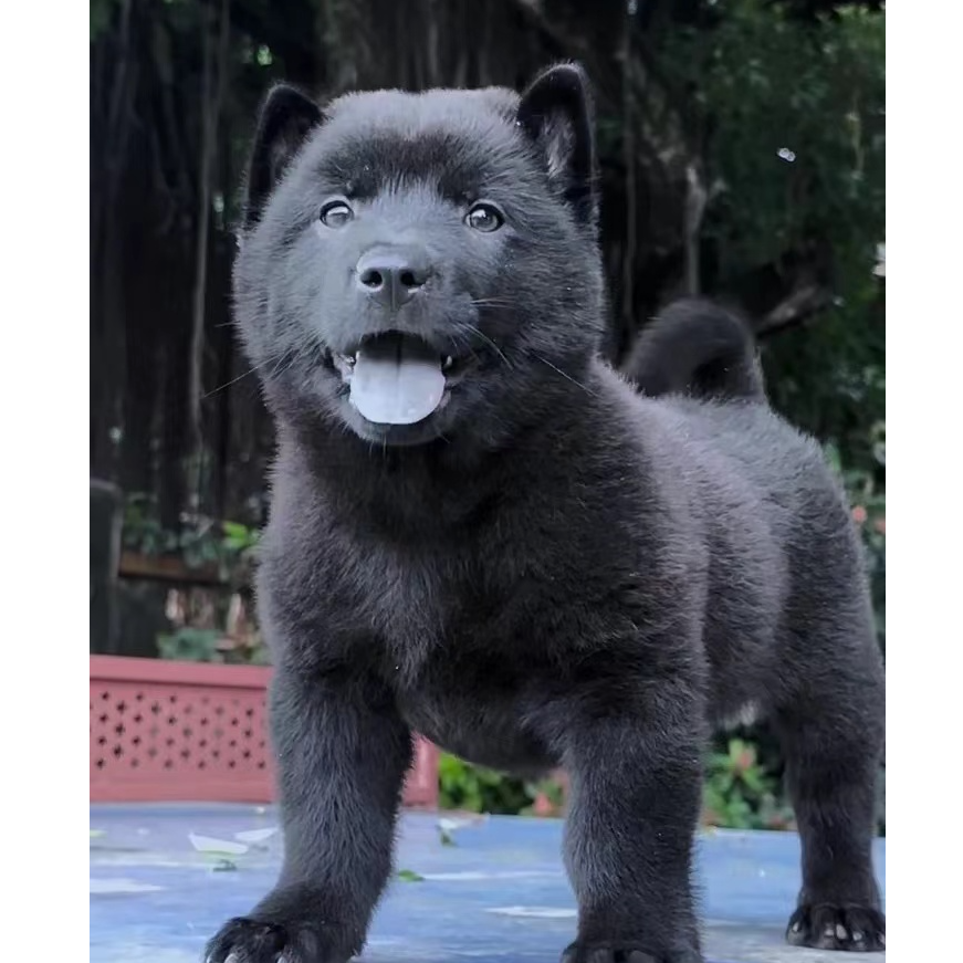 【顺风顺水】五红五黑土松犬四眼狗可爱萌宠适合家庭饲养的狗狗活体