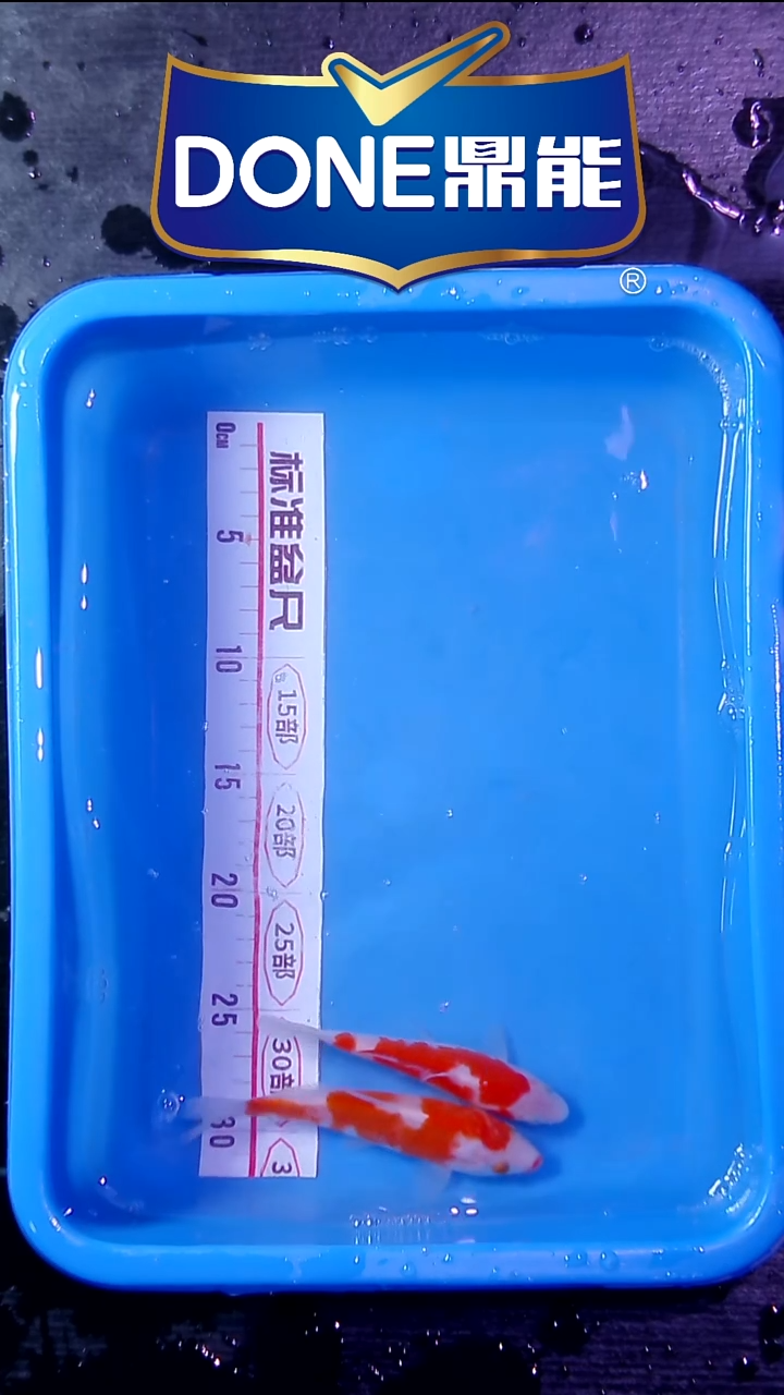 锦鲤直播间菁选 对版发货 4号
