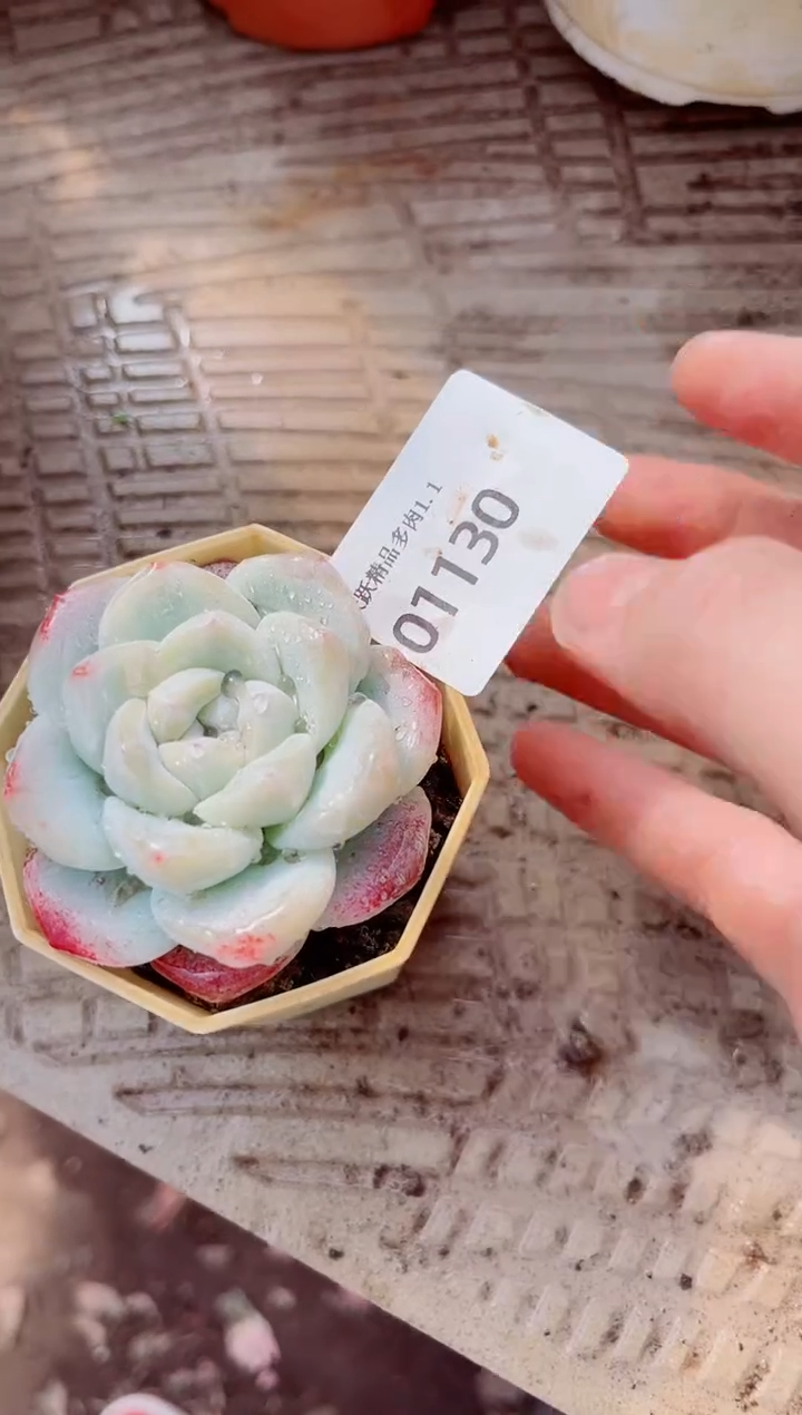 沁**田跃跃精品多肉01130