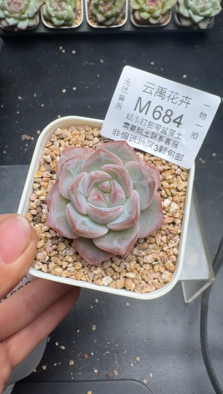 684M当天拍3颗包柚 带盆土纸巾打包 云禹花卉 珍妮多肉植物