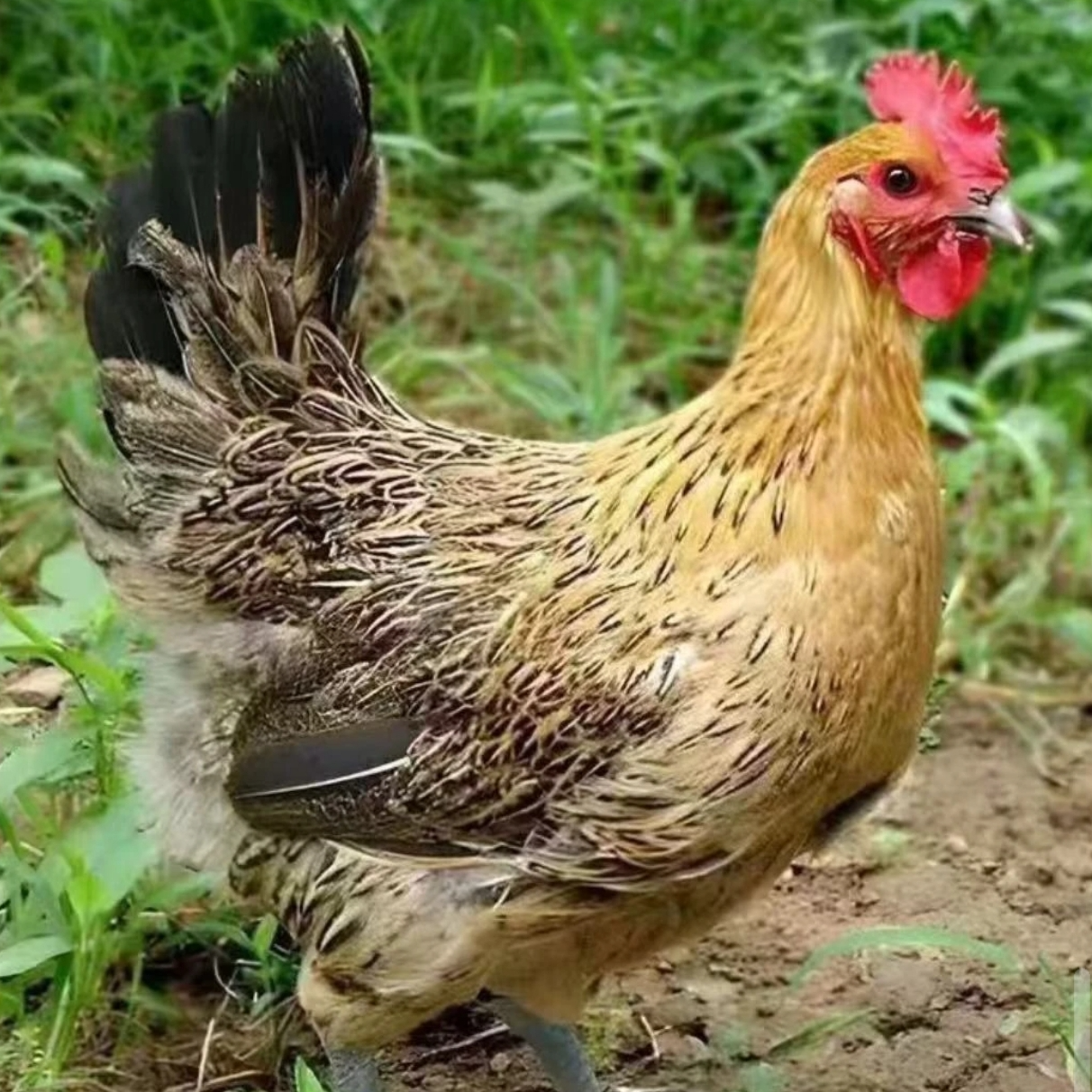 买3只送2只青脚鸡散养二斤左右发货包邮到家活禽专线