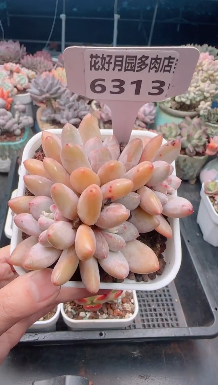 【闪购商品】6313.