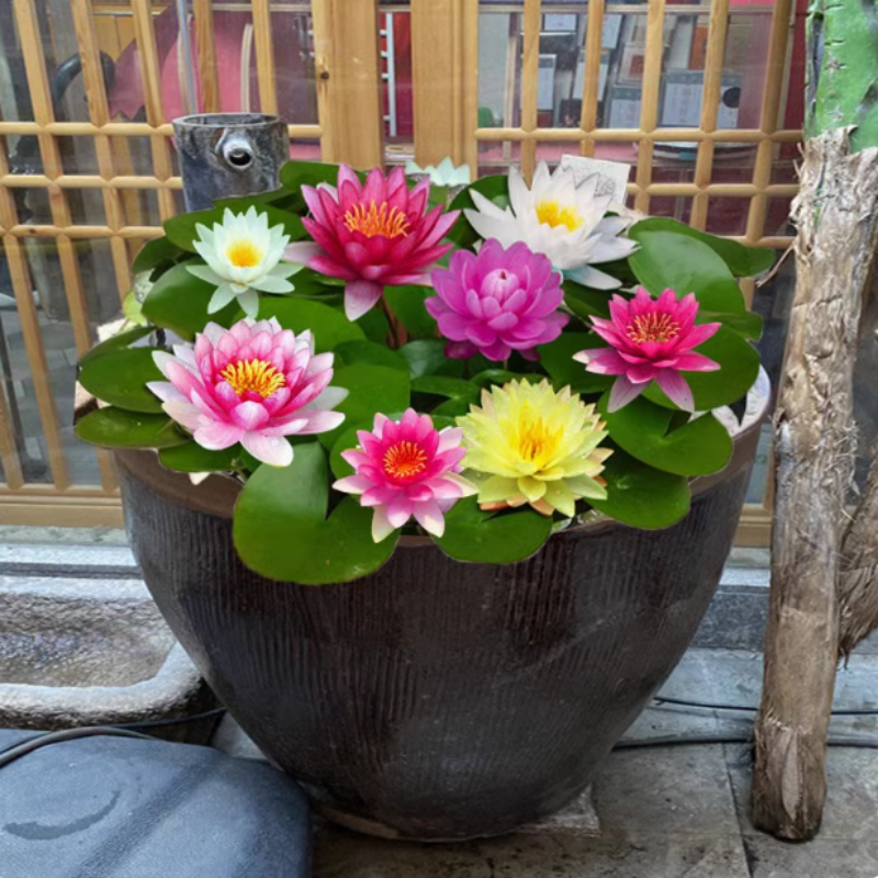 睡莲种根块水培植物阳台庭院池塘鱼缸种植耐寒开花（两株）