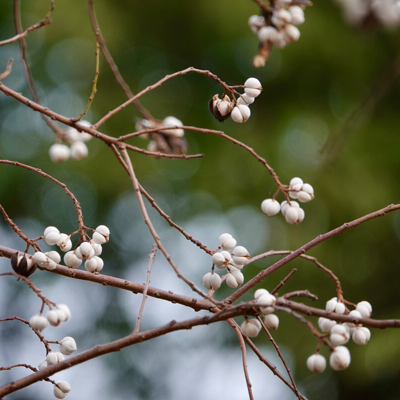 花中圆    乌桕又名菩提果，果皮会黑色，可破壳而出成为小白果。