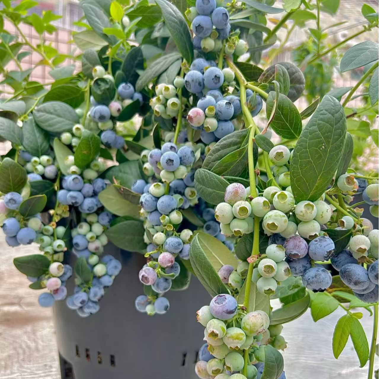 优瑞卡脆甜蓝莓苗可庭院阳台盆栽南北方均可种
