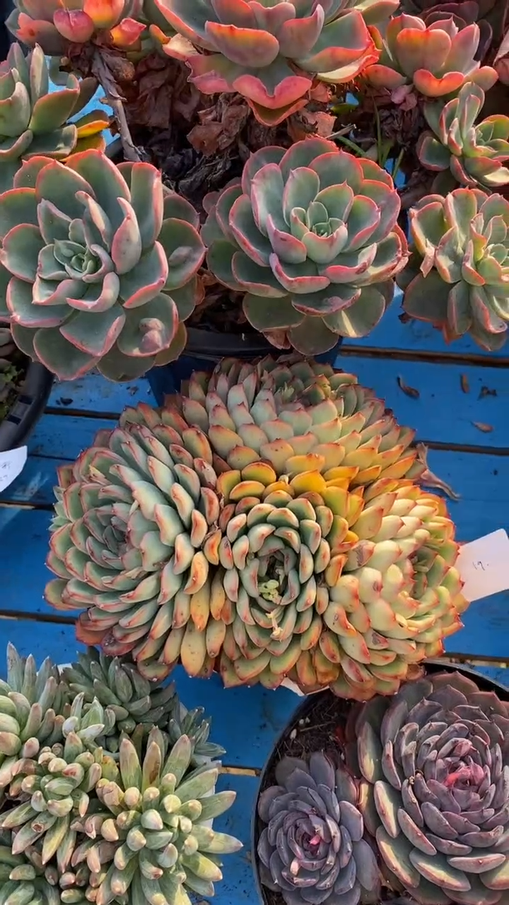 【闪购商品】1365哈利沃森