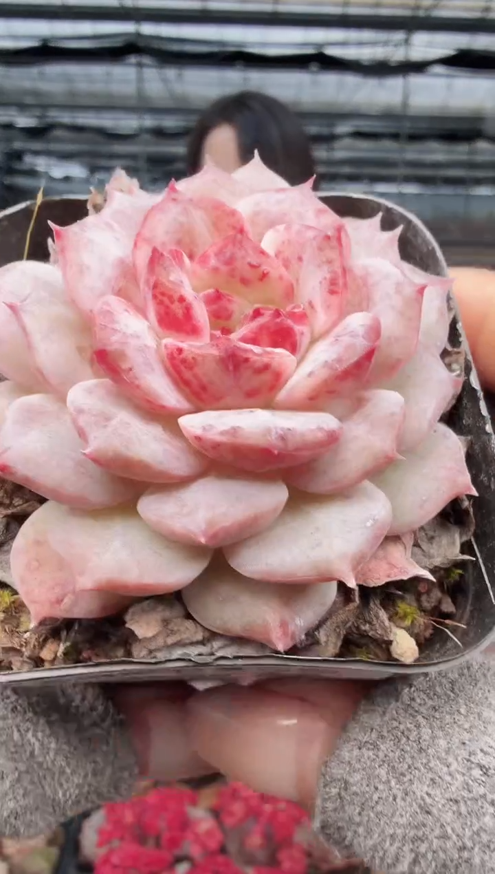 东云多肉园新款-458