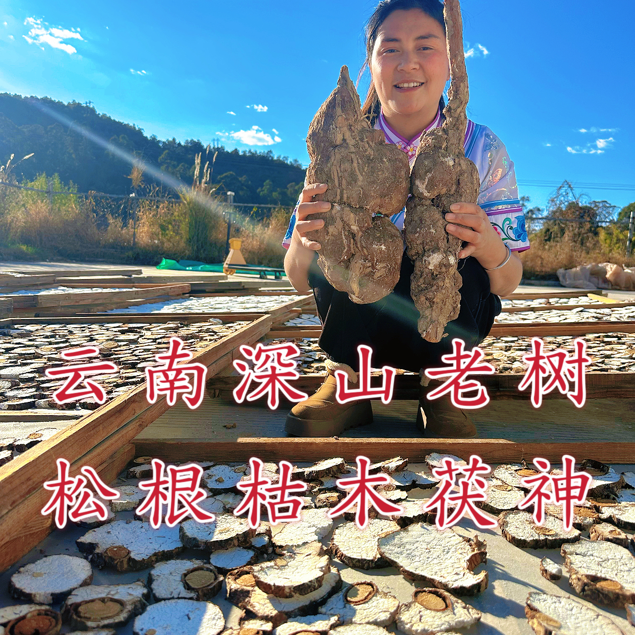 云南深山【新鲜老松树根枯木茯神】可煲汤炖肉祛湿宁心安神