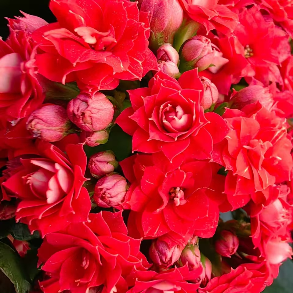 130阿玛朵长寿花