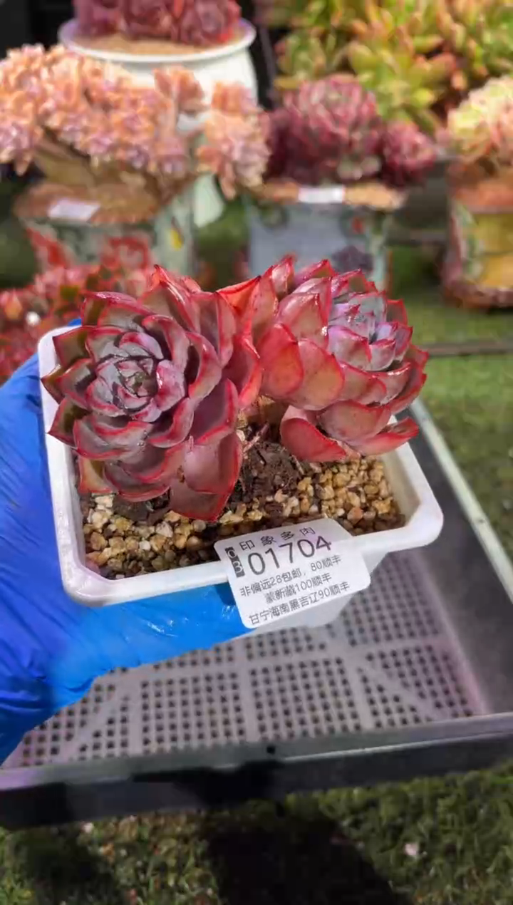 【闪购商品】01704