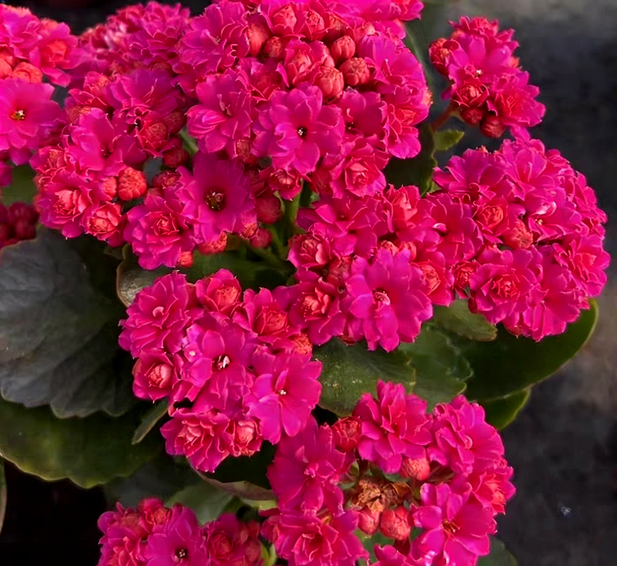 紫珍珠  重瓣带花苞 120口径盆