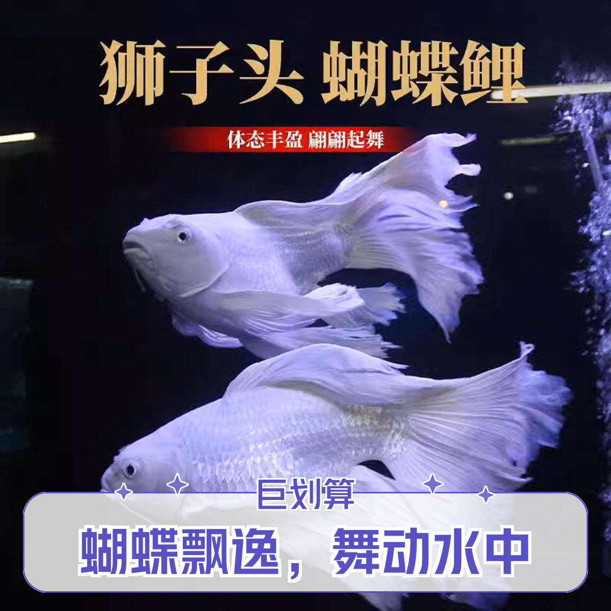 主播改价1号精品蝴蝶鲤观赏鱼